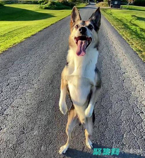 揭開微笑的狗恐怖原圖的面紗：了解其黑暗魅力 (揭開微笑的狗表情包)