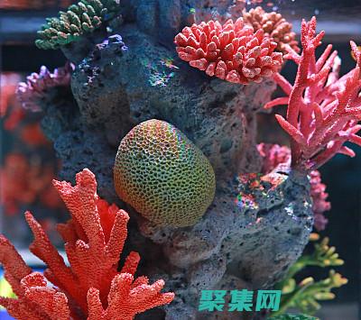 ASP 源代碼的全面指南：探索其核心架構和模塊 (asp源代碼中的變量名必須以( )開頭?)