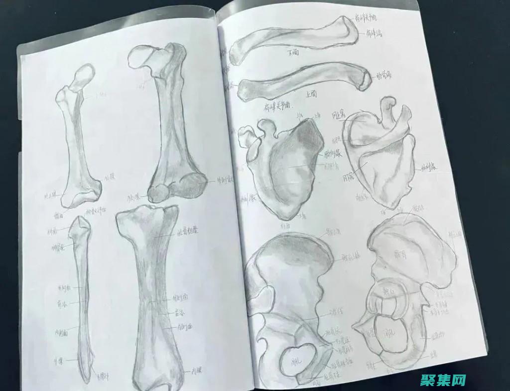 解剖整站程序的奧秘，賦能網站開發，提升用戶體驗 (解剖的正確姿勢是什么)