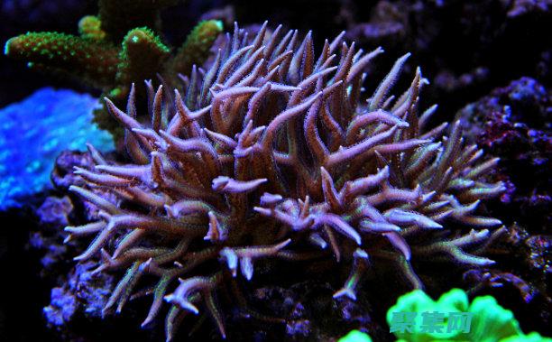 asp的源代碼是在瀏覽器上執行的