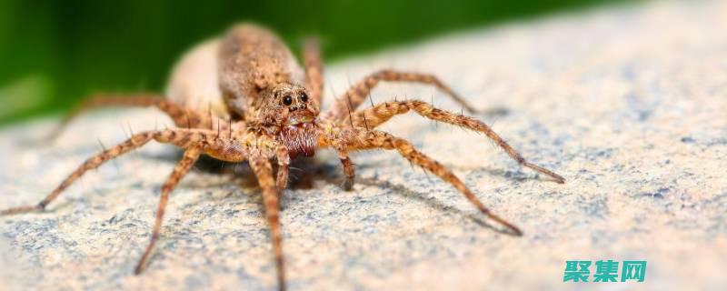 蜘蛛程序的未來發展：人工智能和分布式爬行的作用 (蜘蛛程序工作原理)