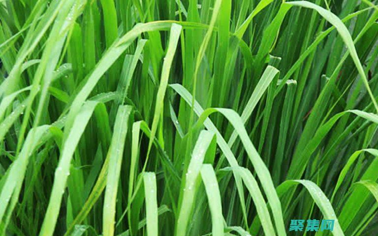 TreeView控件：全面指南，涵蓋概念、用法和實現 (treeview控件怎么寫添加節點)