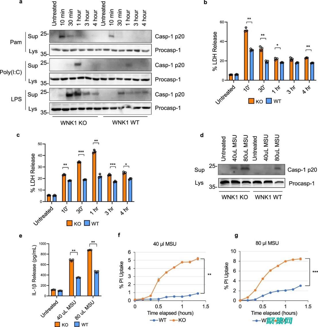 釋放 Lightbox.js 的強(qiáng)大功能， (釋放linux內(nèi)存)
