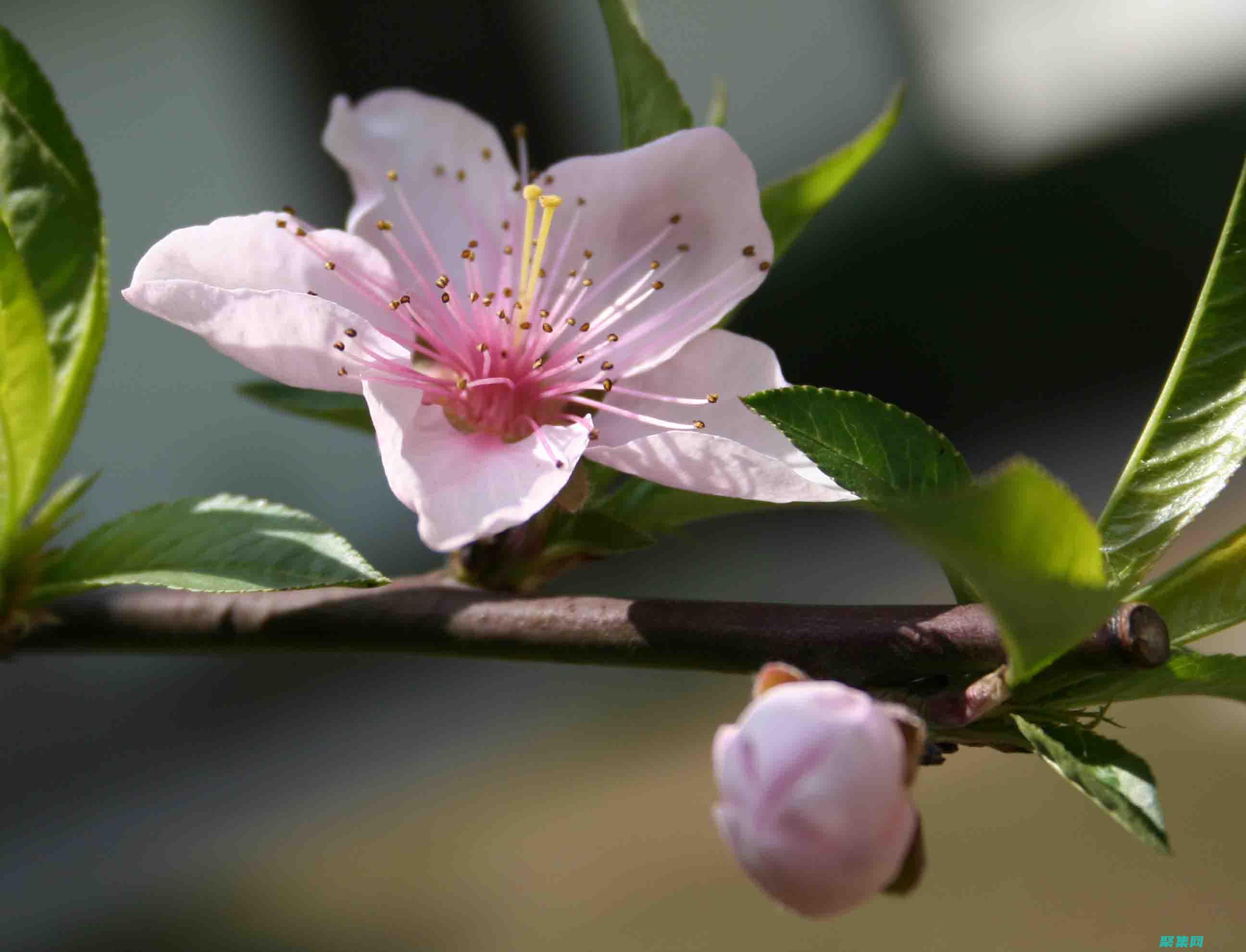 發現框架的隱藏寶石和未充分利用的潛力