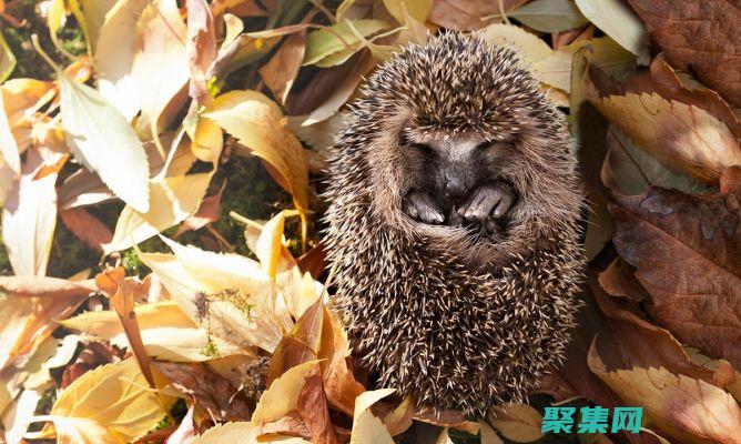 Hibernate 二級緩存：概念、優點和限制 (hibernate)