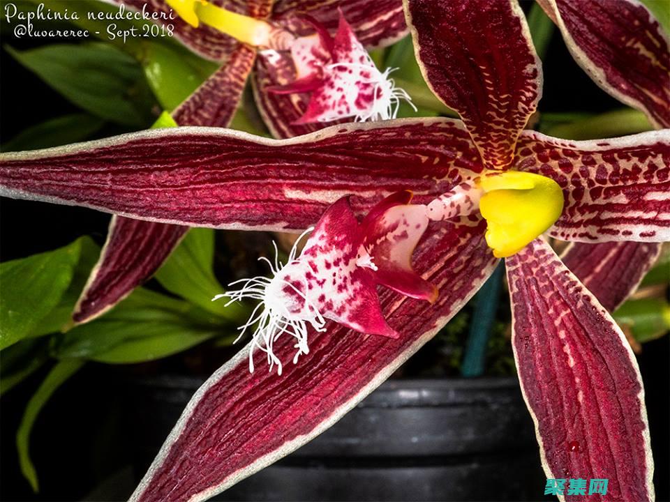 PHPinArray：自動化和簡化數組處理任務的終極工具