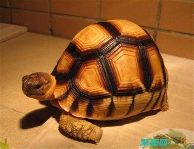 揭秘AngularJS：了解其核心概念和設(shè)計模式