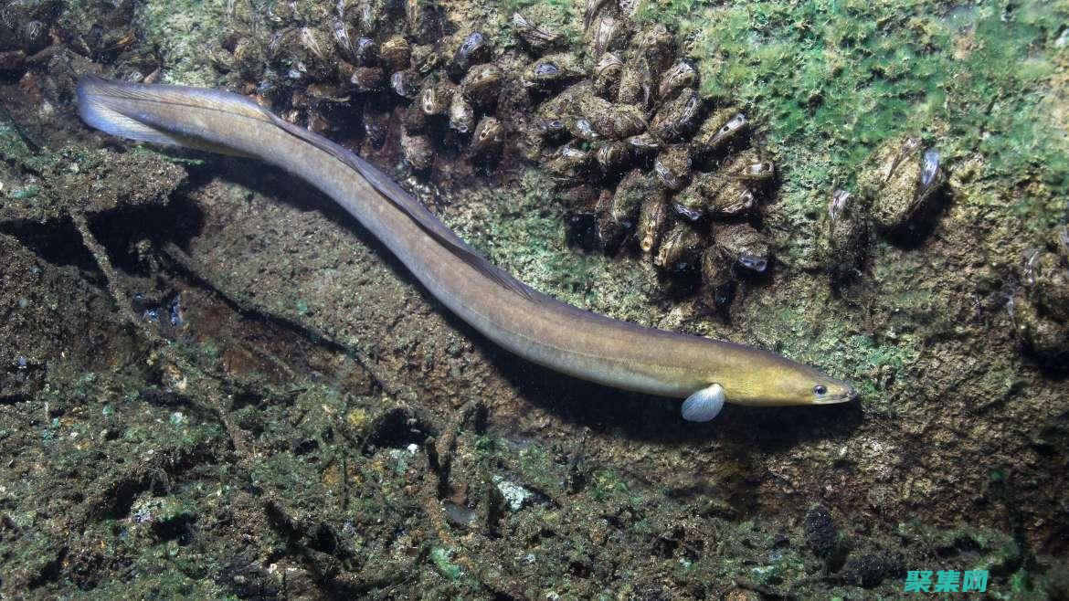 AngularJS調(diào)錯(cuò)指南：解決常見錯(cuò)誤和提高代碼質(zhì)量 (angular框架)