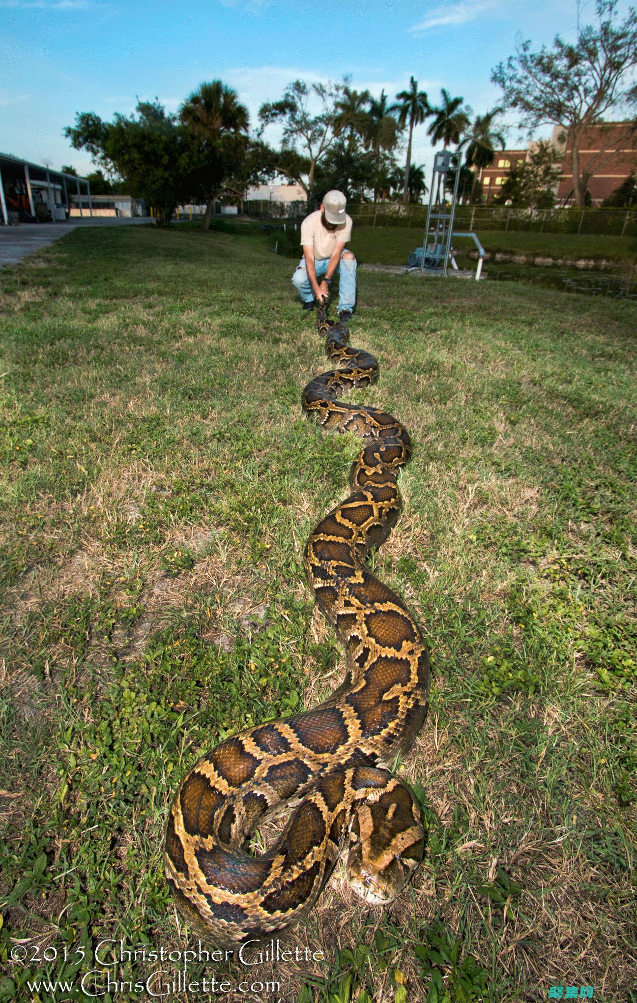 Python編程綜合性視頻指南：從變量到數據結構，涵蓋所有必備知識 (python怎么讀)