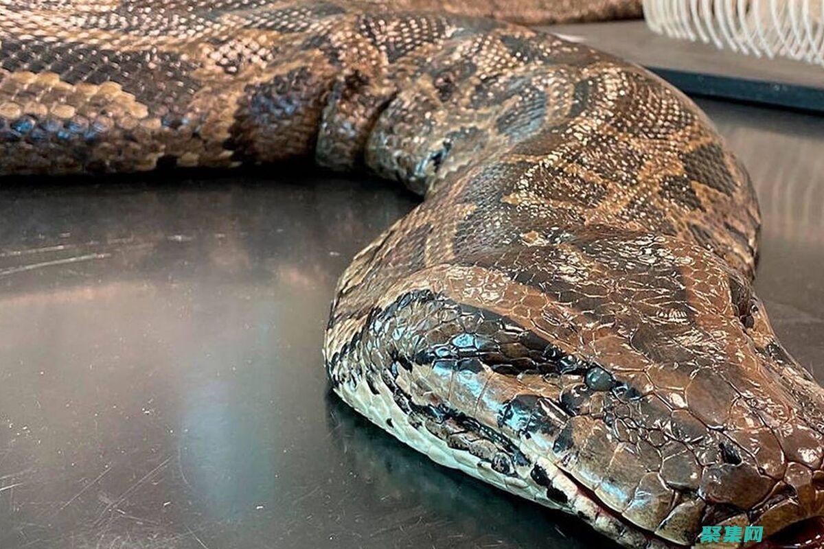 Python綜合性視頻指南