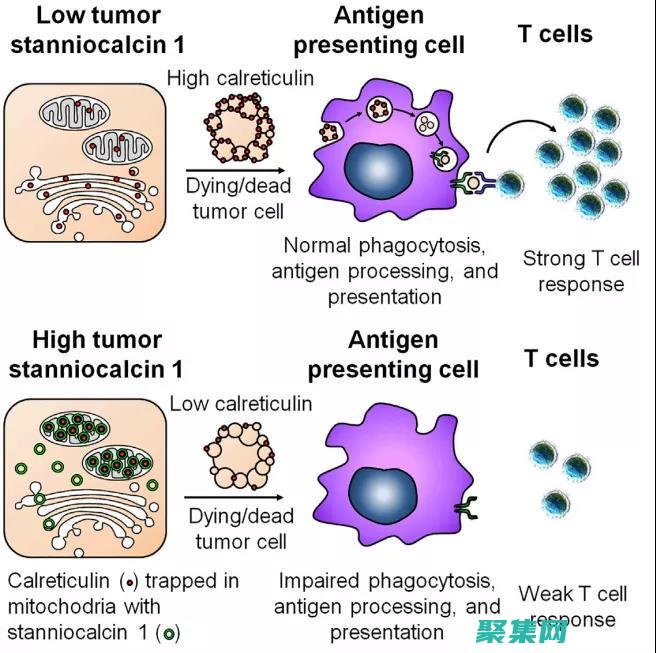 SuiteCRM 定制指南：創(chuàng)建個性化解決方案以滿足特定需求 (suitecrm)