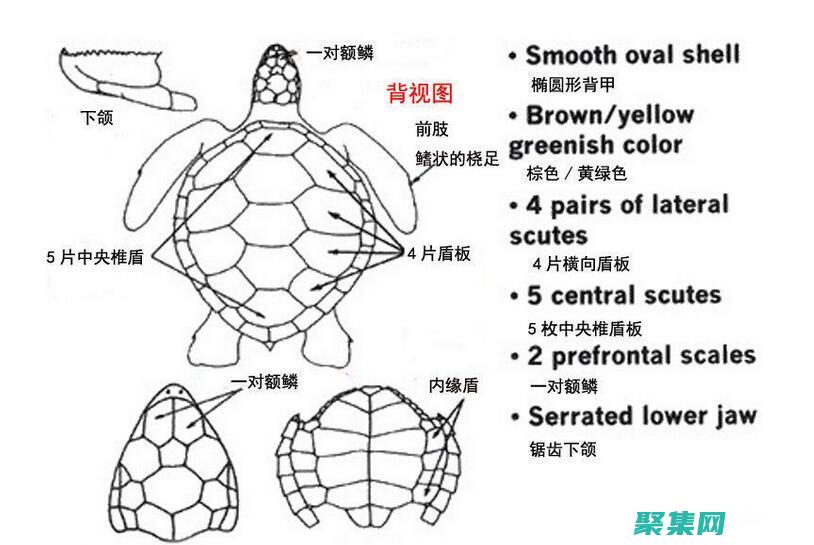 烏龜的進化之旅：適應性如何塑造了它們的物種 (烏龜的進化之路)