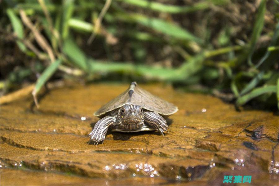 烏龜作為寵物：負責任的主人指南 (烏龜作為寵物的特點)