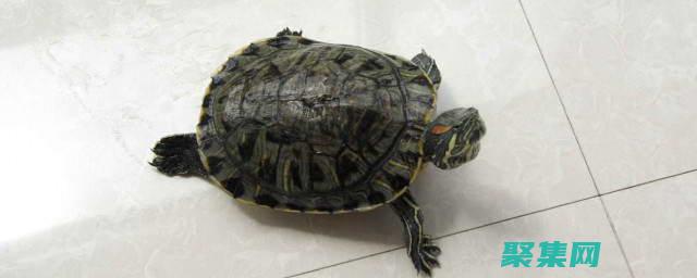 從它們的壽命中汲取教訓