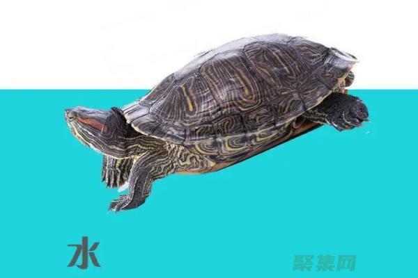 烏龜的醫學意義：傳統與現代療法 (烏龜的醫院)