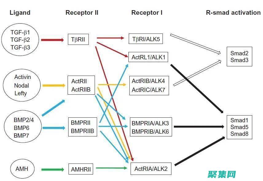 用 Actix 和 Rust 創建快速且靈活的 WebSockets
