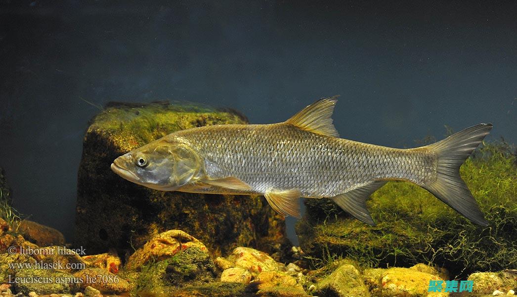 ASPUPLOAD：滿足您所有 ASP.NET 文件上傳需求的終極工具