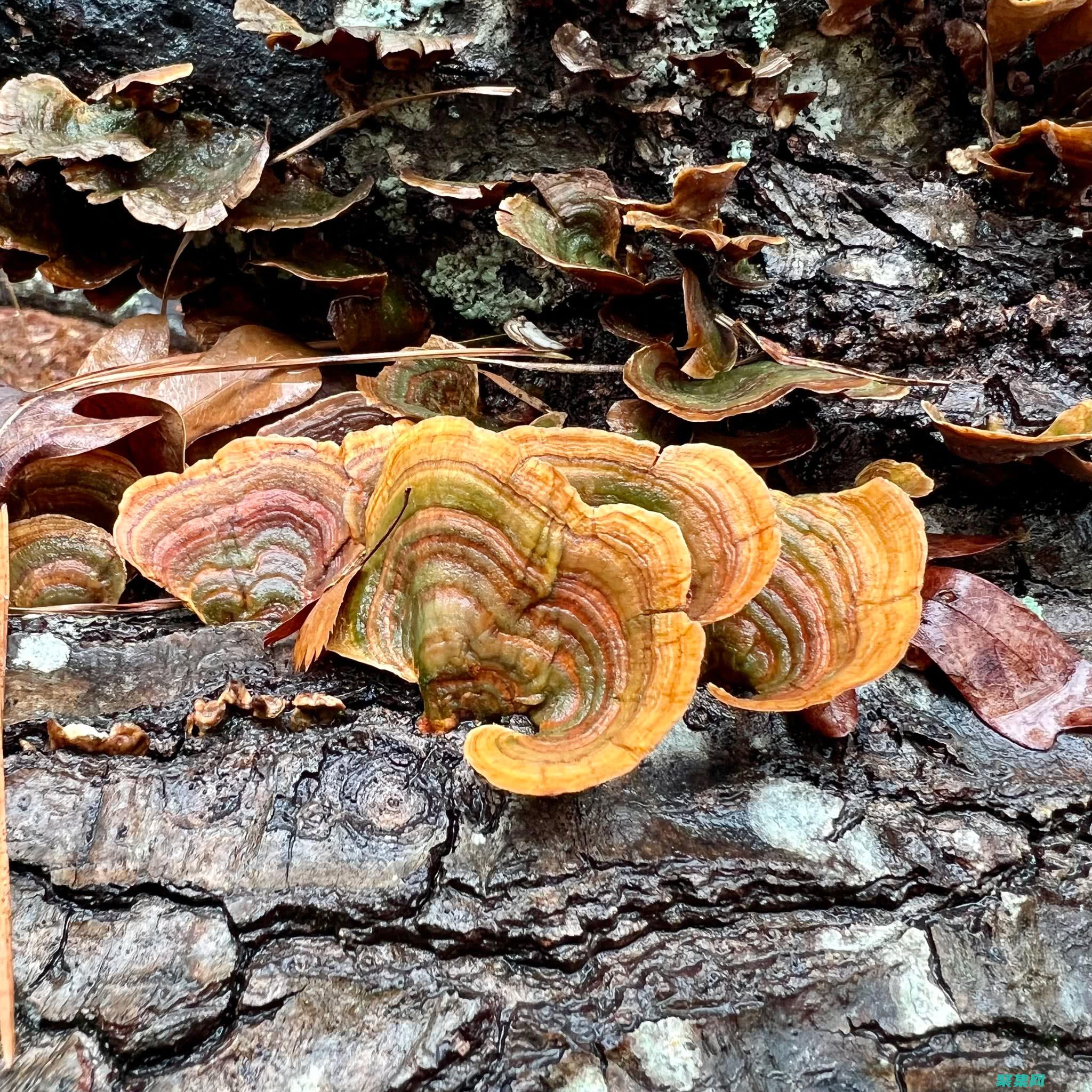 ostream：C++ 程序員的輸出控制指南 (ostream在c++中的用法)