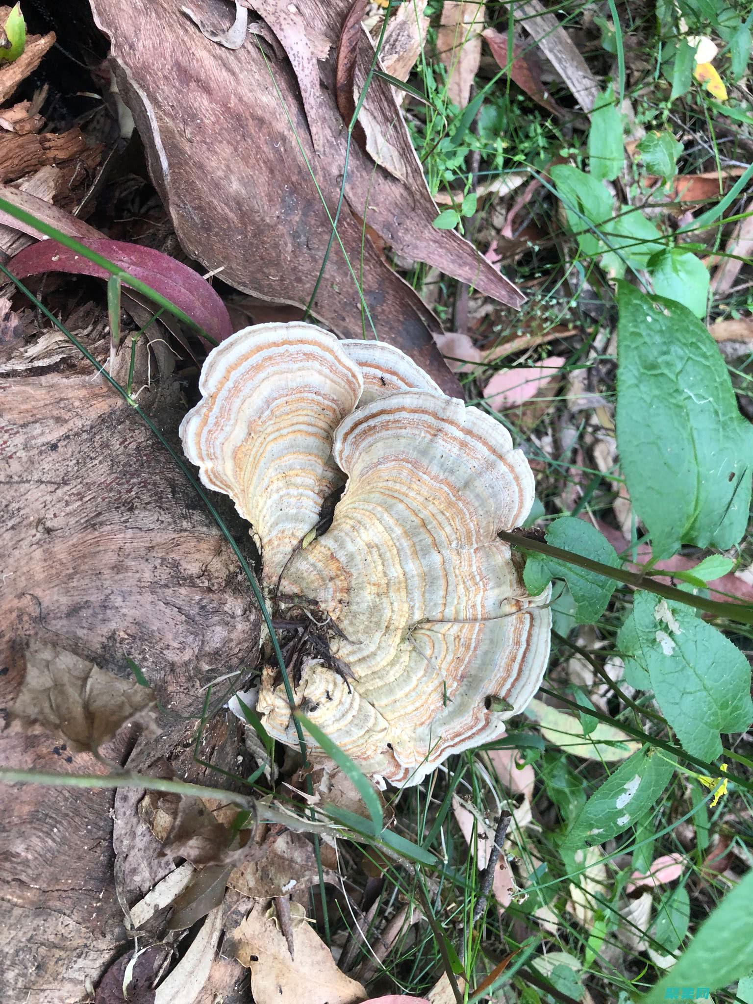 ostream：C++ 中的萬能輸出解決方案 (ostream在c++中的用法)