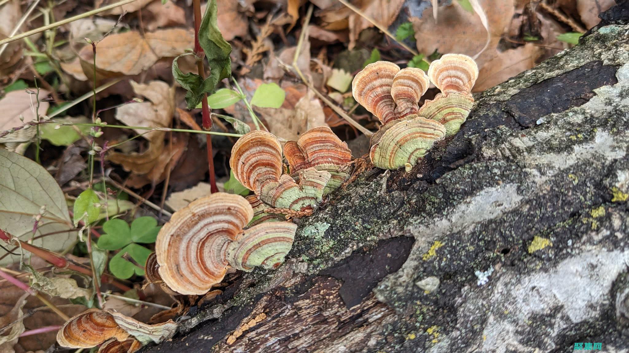 ostream 的藝術：提升 C++ 輸出能力 (ostream類的對象)