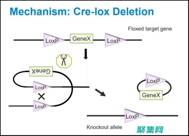 掌握 createpatternbrush：為圖形增添創意的終極指南 (掌握create創建基本表的方法)