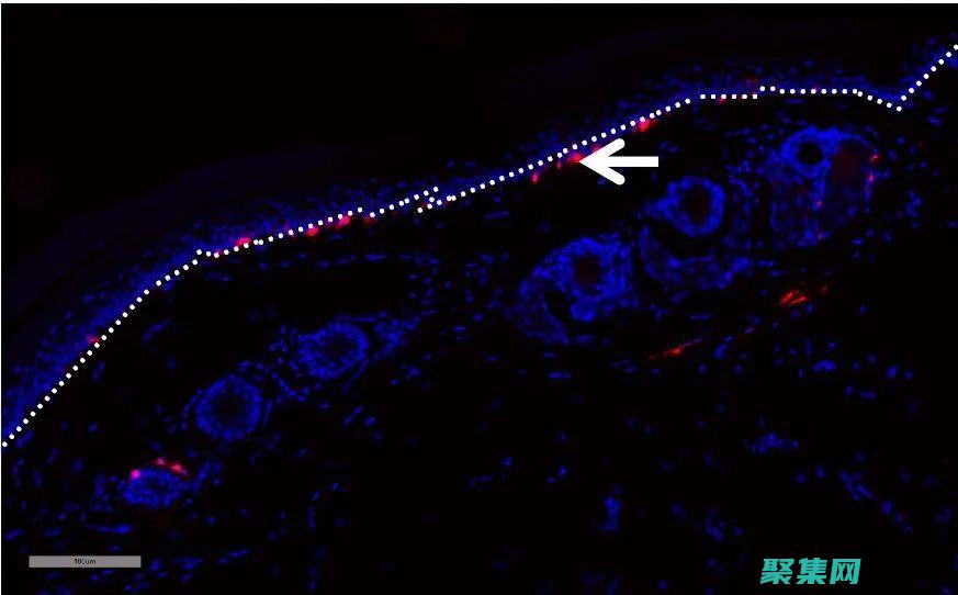 使用 createpatternbrush 點亮您的畫布：創建迷人圖案的專家技巧 (使用CREATE DATABASE語句創建數據庫)