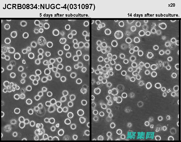 使用 NuGet 在 Visual Studio 中輕松安裝 FastReport (使用Numpy數(shù)組對(duì)象,創(chuàng)建兩個(gè)33的矩陣,并計(jì)算矩陣乘積)