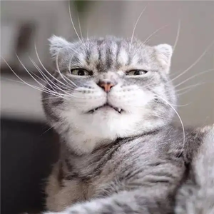 龍貓自助發卡網龍貓自助發卡網